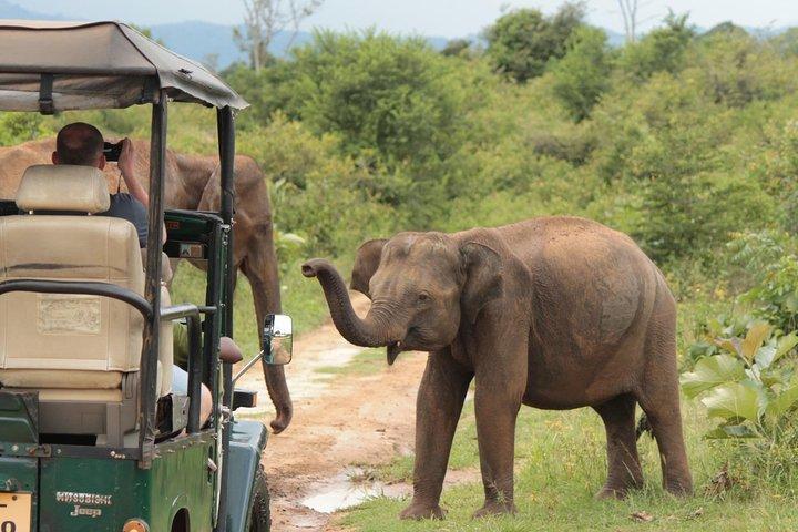 Day tour to Udawalawe from Colombo