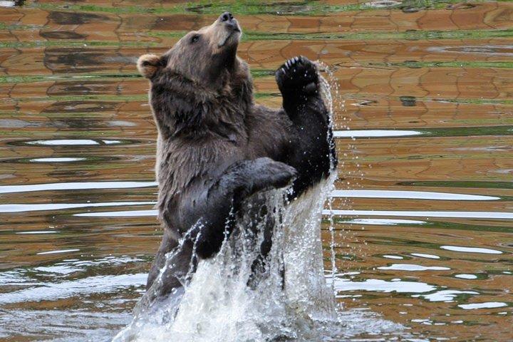 Sitka Sightseeing Tour including Fortress of the Bear and Totem Poles