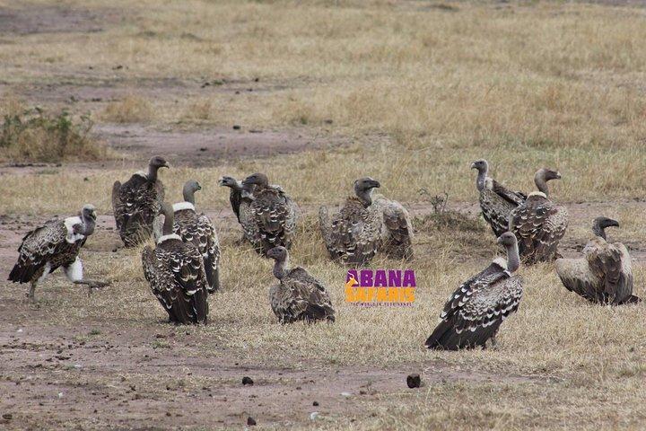 3 Days Masai Mara Safari