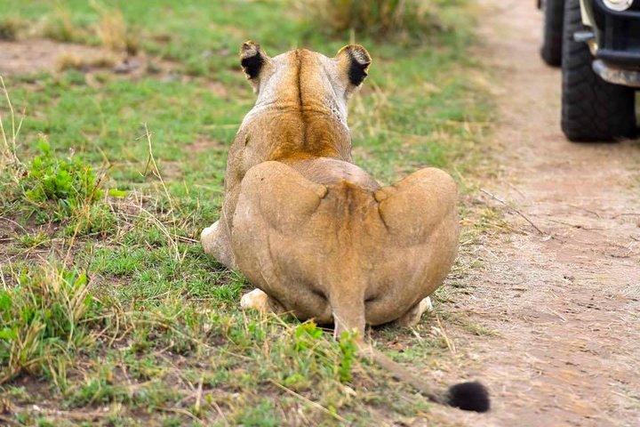 3 Days Masai Mara Safari