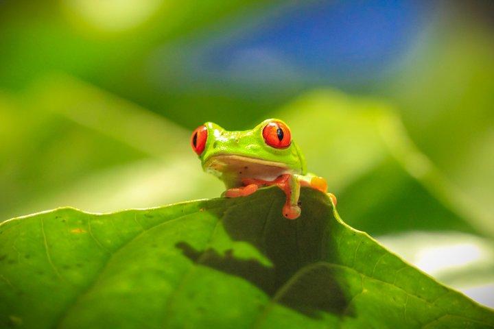Skip the Line: Diamante Eco Adventure Park: Animal Sanctuary Discovery Ticket