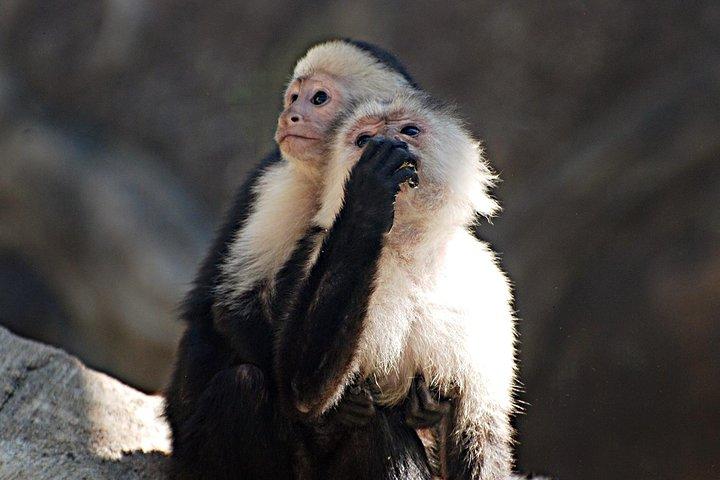 Skip the Line: Diamante Eco Adventure Park: Animal Sanctuary Discovery Ticket