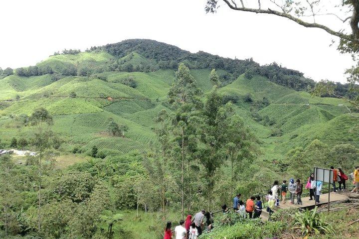 Cameron Highlands, Garden of Nature Full Day Private Guided Tour