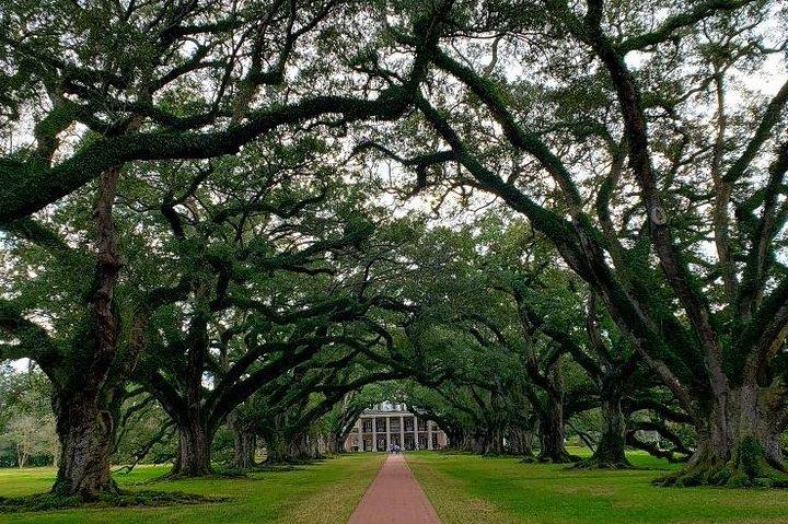 Oak Alley Plantation Tour with Transportation