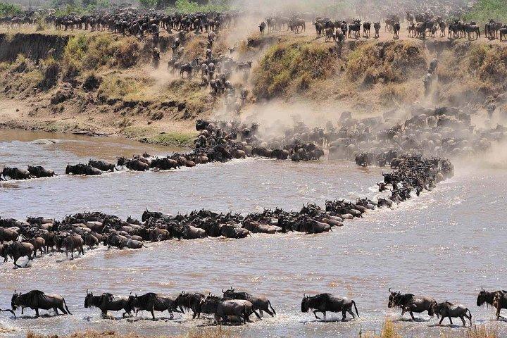 Animals Migration in Serengeti national Park 6 Days Safaris