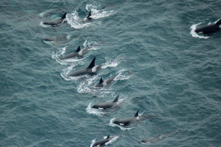 Kaikoura: Whale Watching Flight
