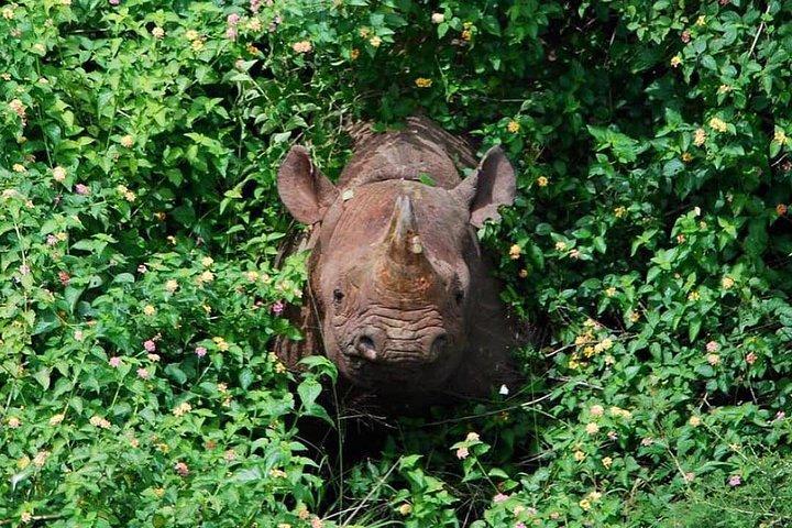 From Kigali: 12 Hour Custom Day trip for game Drive in Akagera NP