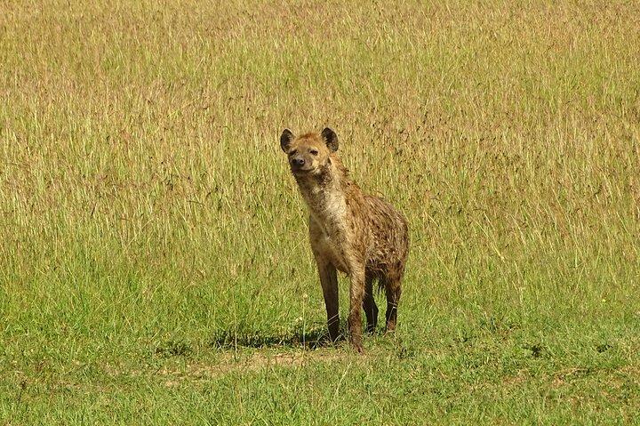 3 Days Amazing Masai Mara Safari