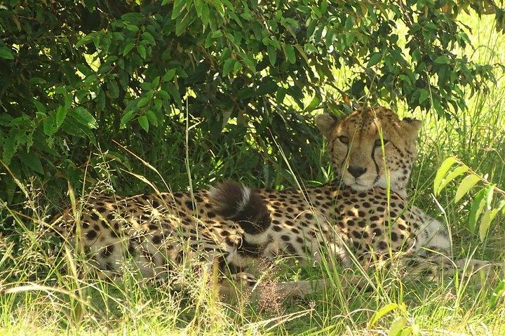 3 Days Amazing Masai Mara Safari