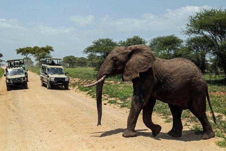 4-Day Tanzania Camping Safari to Lake Manyara, Serengeti, and Ngorongoro Crater