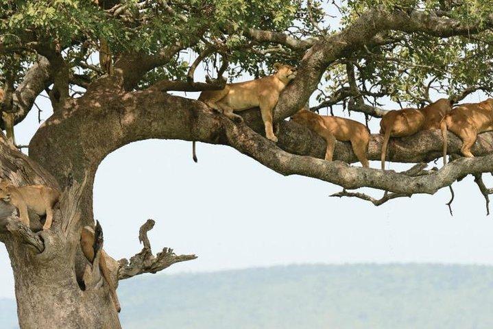 5Days Tanzania Camping Safari to Lake Manyara Serengeti And Ngorongoro Crater from Arusha