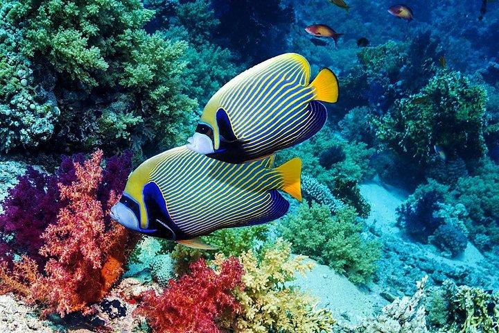 Bali Snorkeling Tour at Blue Lagoon Beach - All-Inclusive