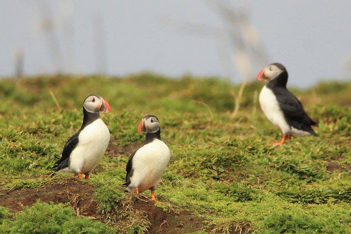 Premium Small-Group Puffin & Bird Watching tour from Reykjavík