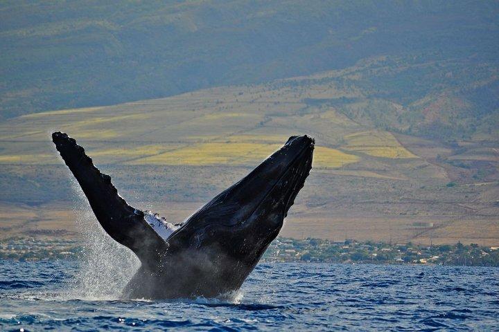 From Ma'alaea Harbor: Whale Watch Cruise Aboard the Malolo