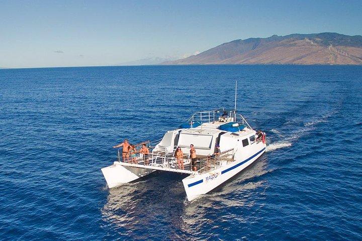 From Ma'alaea Harbor: Whale Watch Cruise Aboard the Malolo