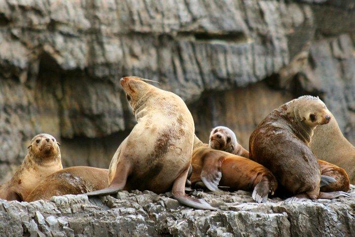 Tasman Peninsula Wilderness Cruise from Port Arthur