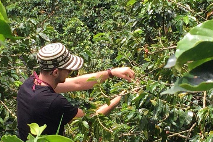 Private Coffee Farm Tour in Medellin: Real Authentic Experience