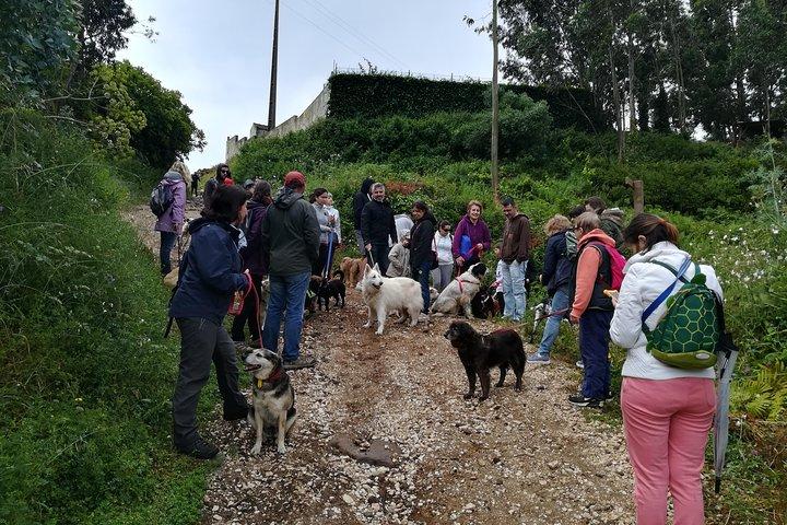 Discover Sintra's Hidden Trails: A Unique Hiking Experience