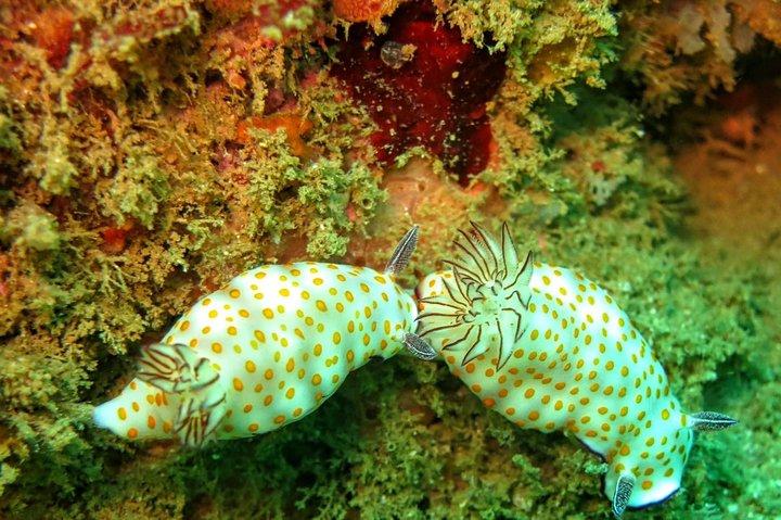 Fun Dives For Certified Divers