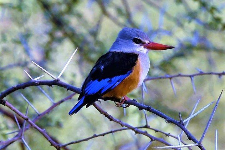 Three Days Safari: Lake Manyara-ngorongoro Crater (classic)