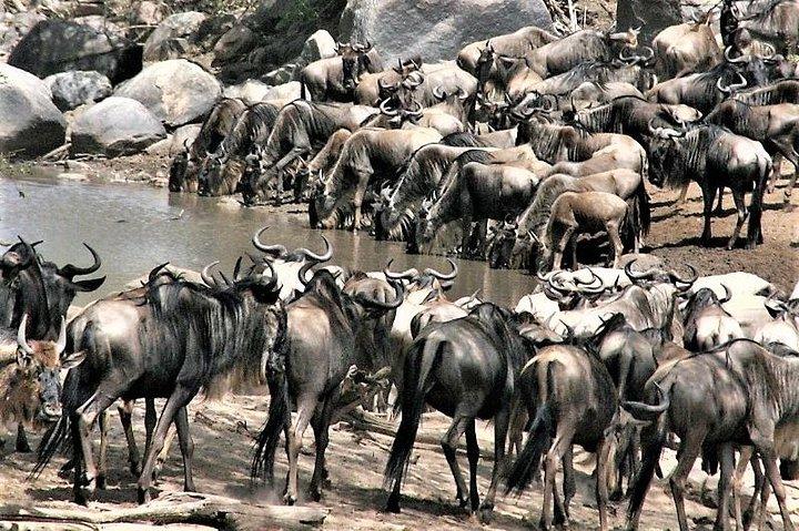 Twelve Days: Tarangire-manyara-ngorongor0-serengeti (classic)