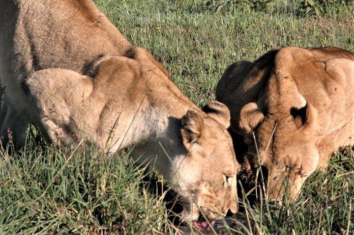 Twelve Days: Tarangire-manyara-ngorongor0-serengeti (classic)