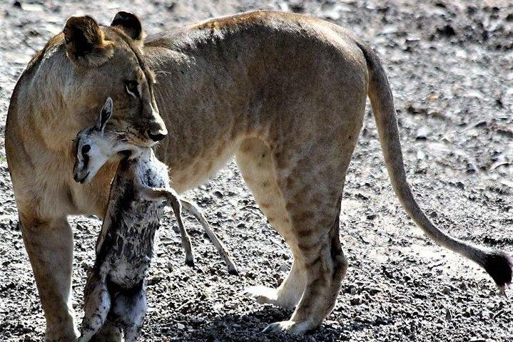 Eight Days: Tarangire-manyara-ngorongoro-serengeti (classic)
