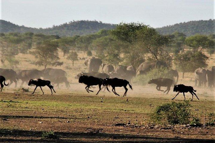 Nine Days: Tarangire-manyara-ngorongor0-serengeti (classic)
