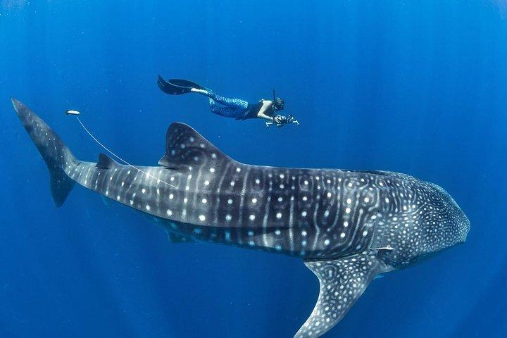 Oslob Whale Shark Snorkeling & Pescador & Sardine Run & Turtle