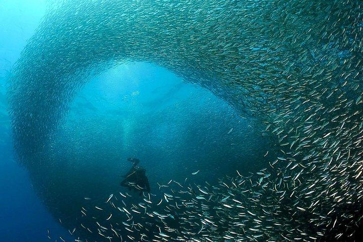 Oslob Whale Shark Snorkeling & Pescador & Sardine Run & Turtle