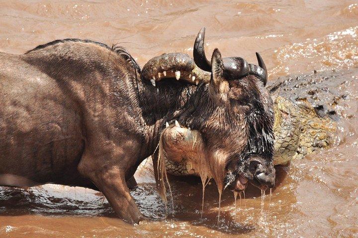 5 Days Northern Tanzania Outstanding Budget Camping Safari