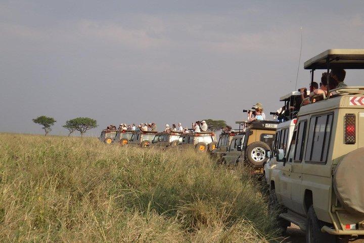 5 Days Special Safari to see migration