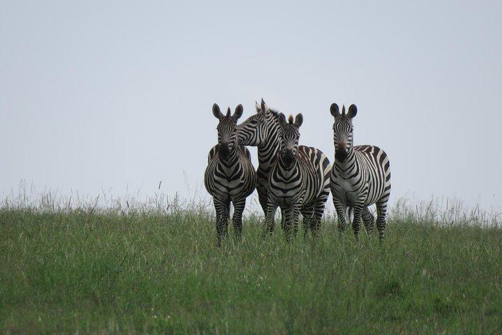 12 Days Wildlife Safaris And Culture Tour