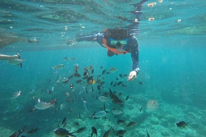 Cebu: Moalboal Sardines, Turtle Snorkeling & Kawasan Canyoneering