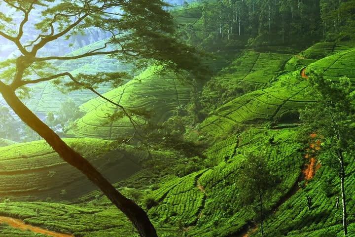 Day Trip to Nuwara Eliya with Kingfisher Tours
