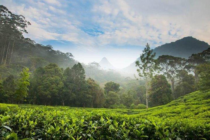 Day Trip to Nuwara Eliya with Kingfisher Tours