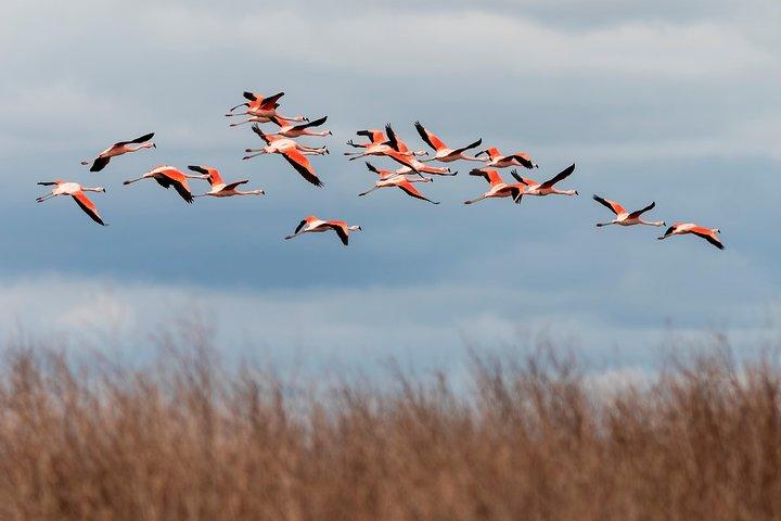 Full-Day Tour to Laguna de los Pozuelos from Tilcara