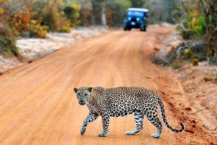 Yala Safari from Hambantota Port by BTM - Private & All Inclusive