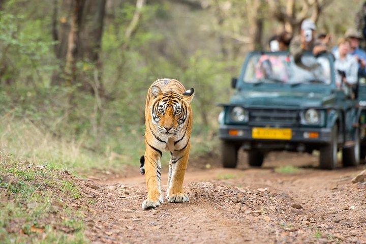 Ranthambore Tiger Safari Day Trip from Jaipur – All Inclusive