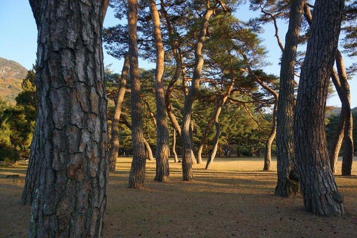 Songnisan National Park & Beopjusa Temple UNESCO site Private Tour