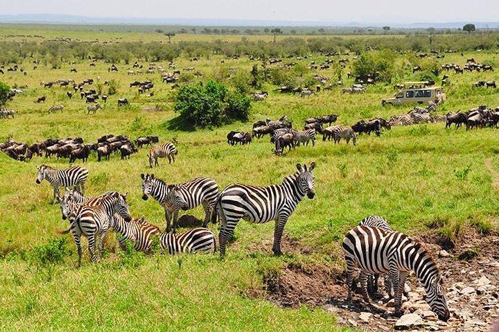 4 days masai mara Nakuru Joining safari