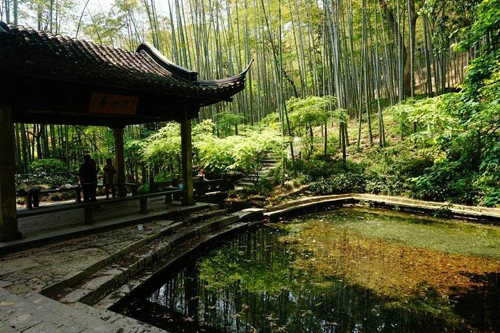 Half-Day Hangzhou Yunxi Bamboo Forest and Tea Plantation Experience
