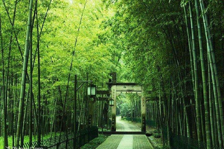 Yunxi Bamboo Forest and West Lake Private Day Tour with Tea Plantation Experience