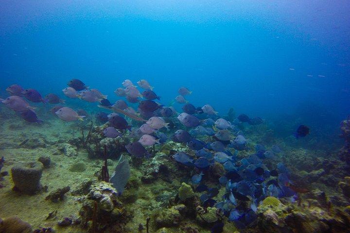 Full-Day Catalina Island Snorkeling Tour from Bavaro
