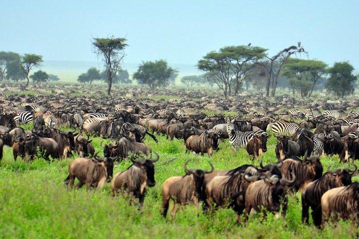 6 Days Masai Mara Wildebeest Migration Safari Holiday