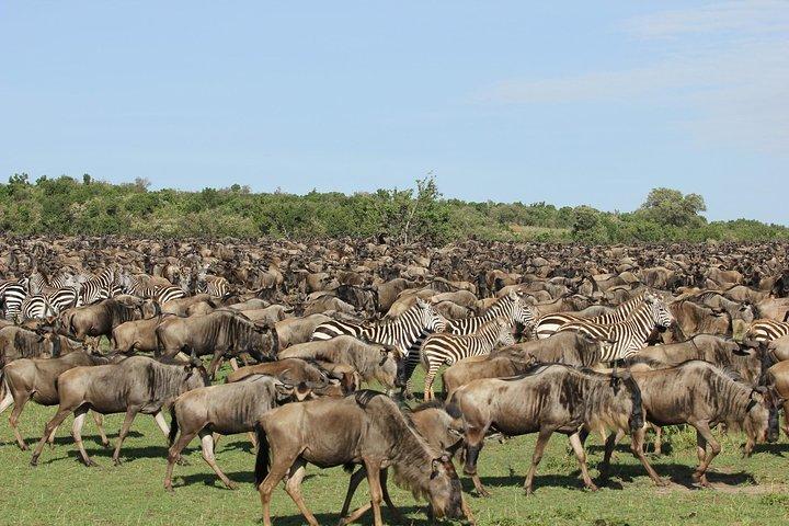 6 Days Masai Mara Wildebeest Migration Safari Holiday