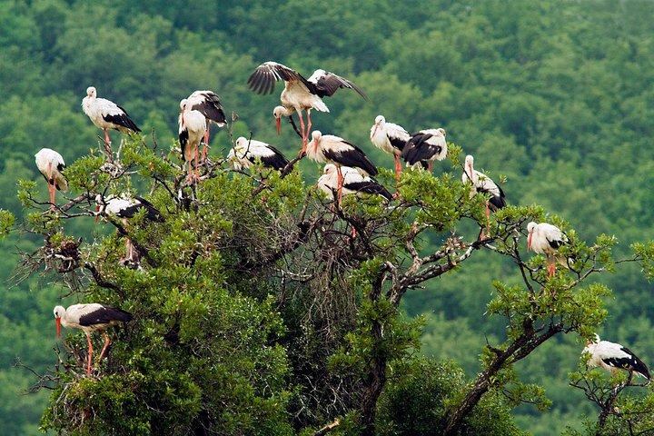 Private Birdwatching and Cultural Heritage Tour from Varna