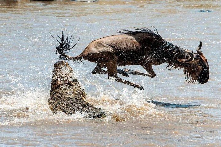 8 Days Masai Mara Wildebeest Migration Safari Adventures