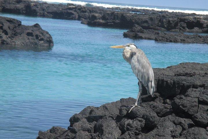 Enjoy the Best of Quito and Galapagos (3 Islands ) 8-Day Trip