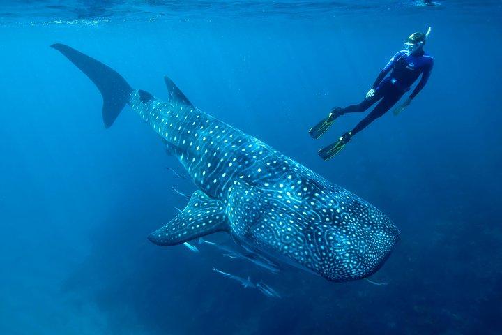 Cancun Whale Shark Encounter from Cancun